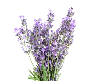 Güzel lavanta beyazı izole edilmiş. Güzel kokulu çiçekler.