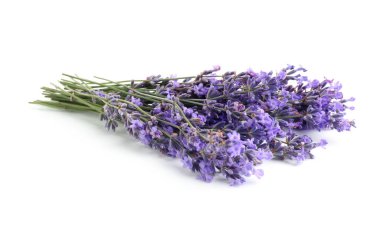 Güzel lavanta beyazı izole edilmiş. Güzel kokulu çiçekler.