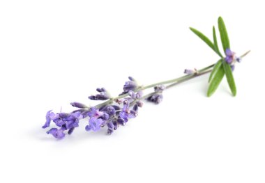 Güzel lavanta beyazı izole edilmiş. Güzel kokulu çiçek.