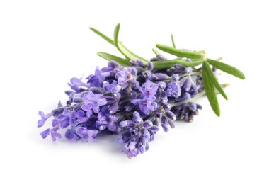 Güzel lavanta beyazı izole edilmiş. Güzel kokulu çiçekler.