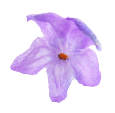 Beyaz, makro manzaralı, güzel bir lavanta çiçeği.