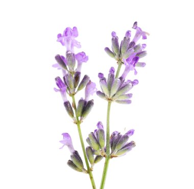 Güzel lavanta beyazı izole edilmiş. Güzel kokulu çiçekler.