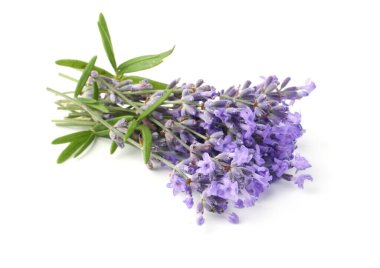 Güzel lavanta beyazı izole edilmiş. Güzel kokulu çiçekler.