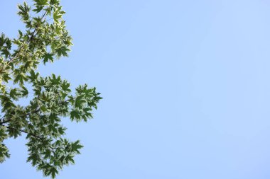 Mavi gökyüzüne karşı yeşil yaprakları olan güzel ağaç dalları, alçak açı. Metin için boşluk
