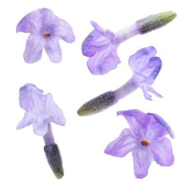 Lavanta çiçekleri beyaz sette izole edilmiş. Güzel kokulu çiçekler.