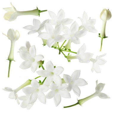 Küçük yasemin çiçekleri beyaza saçılmış.