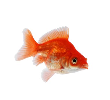 Küçük, güzel bir akvaryum balığı beyazda izole edilmiş.