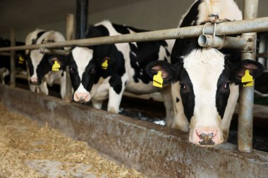 Süt çiftliğindeki ahırın içinde çitin yanındaki şirin inekler.