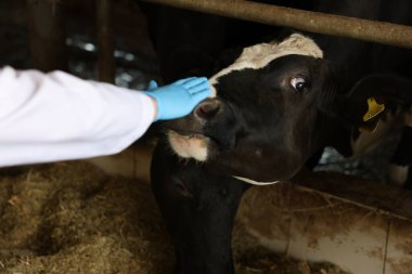 Süt çiftliğindeki ahırın içinde şirin inekleri olan veteriner, yakın plan.