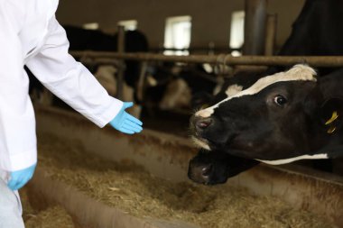 Süt çiftliğindeki ahırın içinde şirin inekleri olan veteriner, yakın plan.