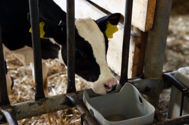 Süt çiftliğindeki ahırın içinde çitin yanında şirin bir buzağı.