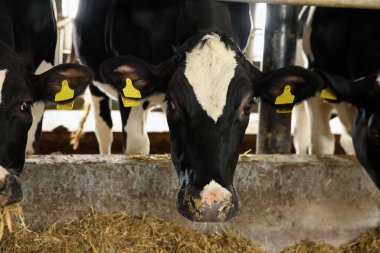 Süt çiftliğindeki ahırın içinde çitin yanındaki şirin inekler.