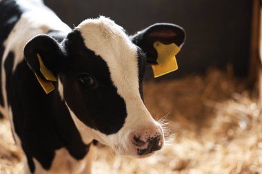 Süt çiftliğindeki ahırda şirin bir buzağı.