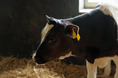 Süt çiftliğindeki ahırda şirin bir buzağı.