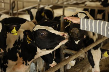 Süt çiftliğindeki ahırın içinde şirin inekleri olan çiftçi, yakın plan.