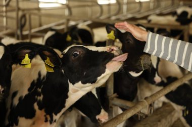 Süt çiftliğindeki ahırın içinde şirin inekleri olan çiftçi, yakın plan.