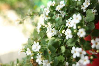 Açık havada beyaz çiçekli güzel bir Bacopa bitkisi, yakın plan. Metin için boşluk