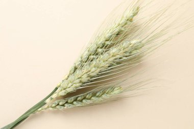 Bej arka planda birçok yeşil buğday başakları, üst görünüm