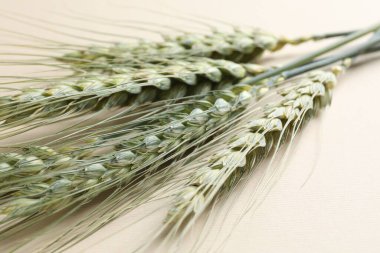 Bej arka planda birçok yeşil buğday sivri uçlu, yakın plan