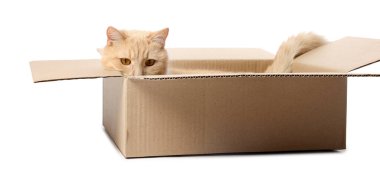 Beyaz arka planda karton kutuda şirin turuncu kedi.