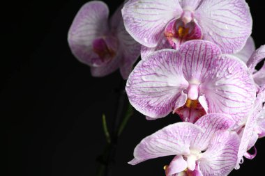 Siyah arka planda su damlaları olan güzel bir orkide çiçeği, yakın plan. Metin için boşluk