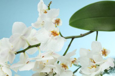 Ayna yüzeyinde su damlaları olan güzel orkide çiçekleri, yakın çekim