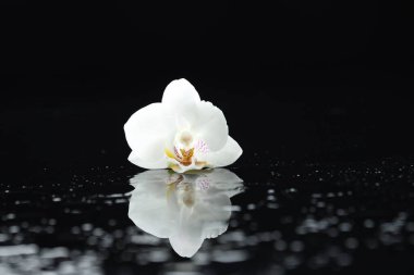 Siyah arkaplanda su damlaları olan güzel bir orkide çiçeği. Yakın plan.