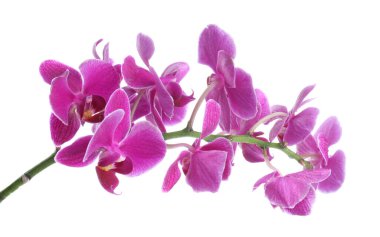 Güzel orkide çiçekleri ve su damlaları beyazın üzerine izole edilmiş.