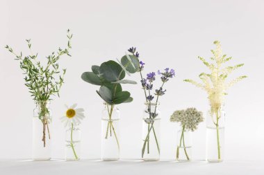 Açık gri arkaplan üzerinde farklı bitkiler bulunan temel yağlar