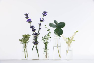 Açık gri arkaplan üzerinde farklı bitkiler bulunan temel yağlar