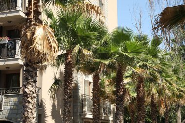 Güneşli bir günde yerleşim yerinin yakınındaki güzel yeşil palmiye ağaçları