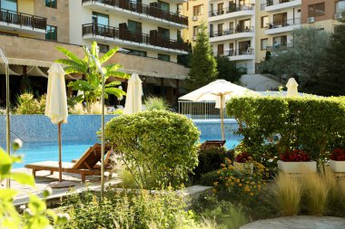 Güneş yatakları, şemsiyeler ve lüks otellerde yüzme havuzunun yanında farklı yeşil bitkiler.