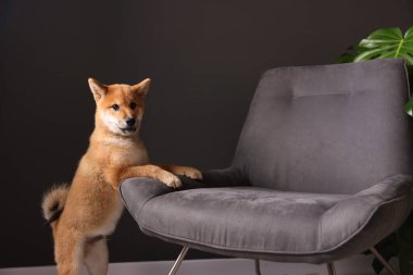 Şirin Shiba Inu yavrusu, evdeki koltuğun yanında.