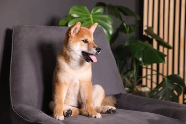 Şirin Shiba Inu köpek yavrusu evde koltukta, mesaj için yer var.