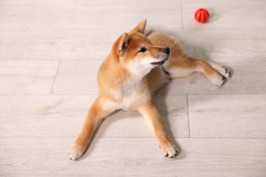Şirin Shiba Inu köpek yavrusu. Yukarda, yerde yuvarlanıyor.