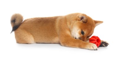 Şirin Shiba Inu yavrusu beyaz arka planda topla oynuyor.