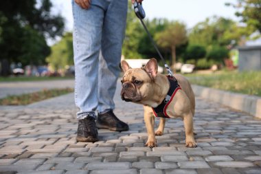 Parkta sevimli Fransız bulldog 'u olan adam, yakın plan.