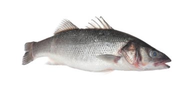 Beyaza izole edilmiş taze çiğ deniz kabuğu balığı. Organik deniz ürünleri