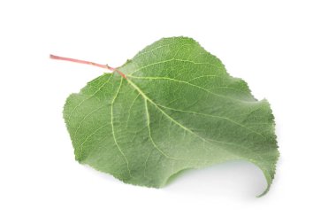 Bir yeşil kayısı yaprağı beyaza izole edilmiş