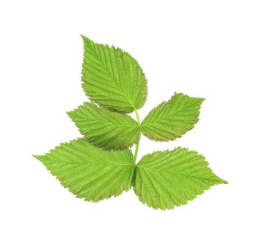 Yeşil ahududu yapraklı Sprig beyaz üzerine izole