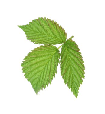 Yeşil ahududu yapraklı Sprig beyaz üzerine izole