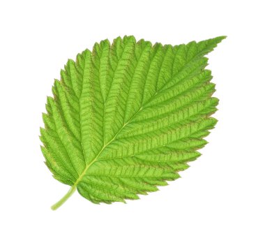 Bir yeşil ahududu yaprağı beyaza izole edilmiş