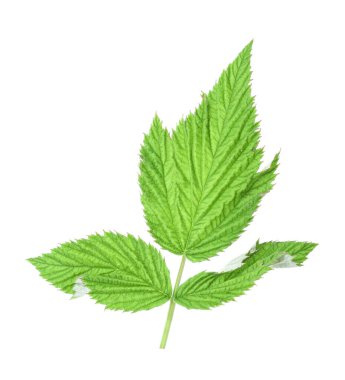 Yeşil ahududu yapraklı Sprig beyaz üzerine izole