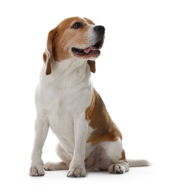 Beyaz arka planda sevimli bir Beagle köpeği. Sevimli hayvan.