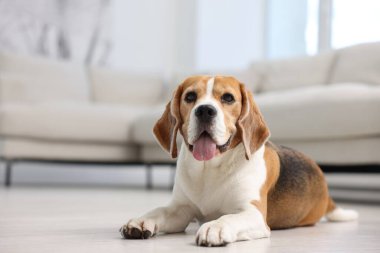 Evde yerde yatan sevimli Beagle köpeği. Metin için boşluk