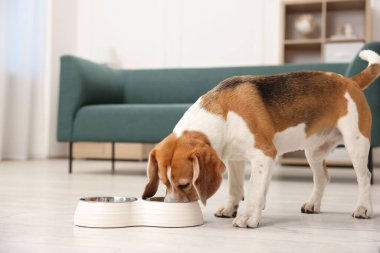 Tatlı Beagle köpeği evde yerde yemek kasesinden yemek yiyor. Metin için boşluk