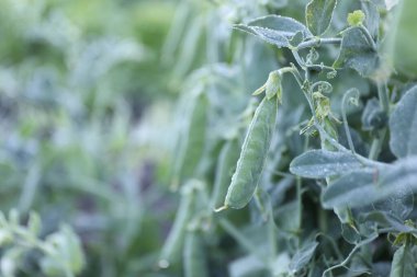 Açık havada büyüyen olgun yeşil bezelye kabukları, yakın plan. Metin için boşluk