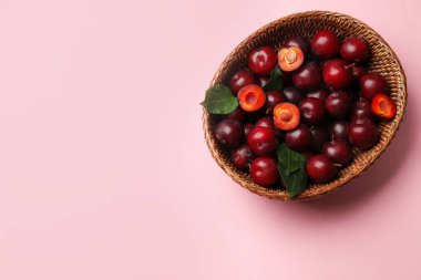 Olgun kiraz erikleri ve sepette yeşil yapraklar pembe arka planda, üst manzara. Metin için boşluk
