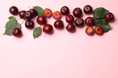 Tam, vişneli erikler ve pembe arka planda yeşil yapraklar, düz yatış. Metin için boşluk