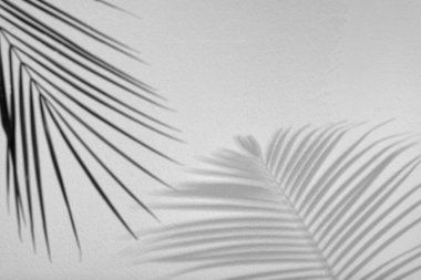 Tropik palmiye dalları beyaz duvara gölge düşürüyor. Siyah ve beyaz tonlama